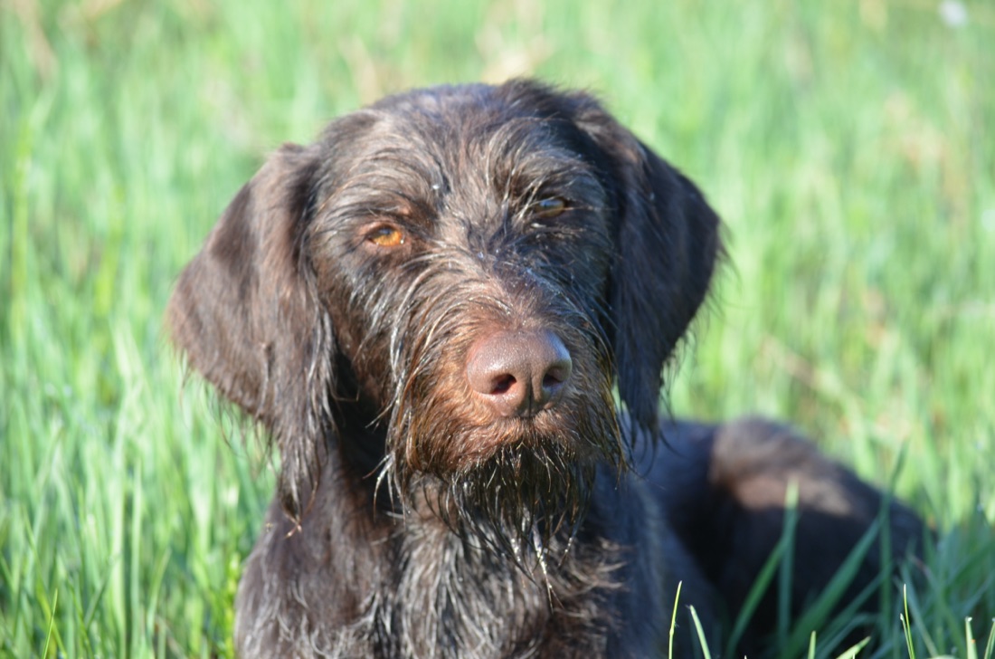 Дратхаар — жесткошёрстная легавая